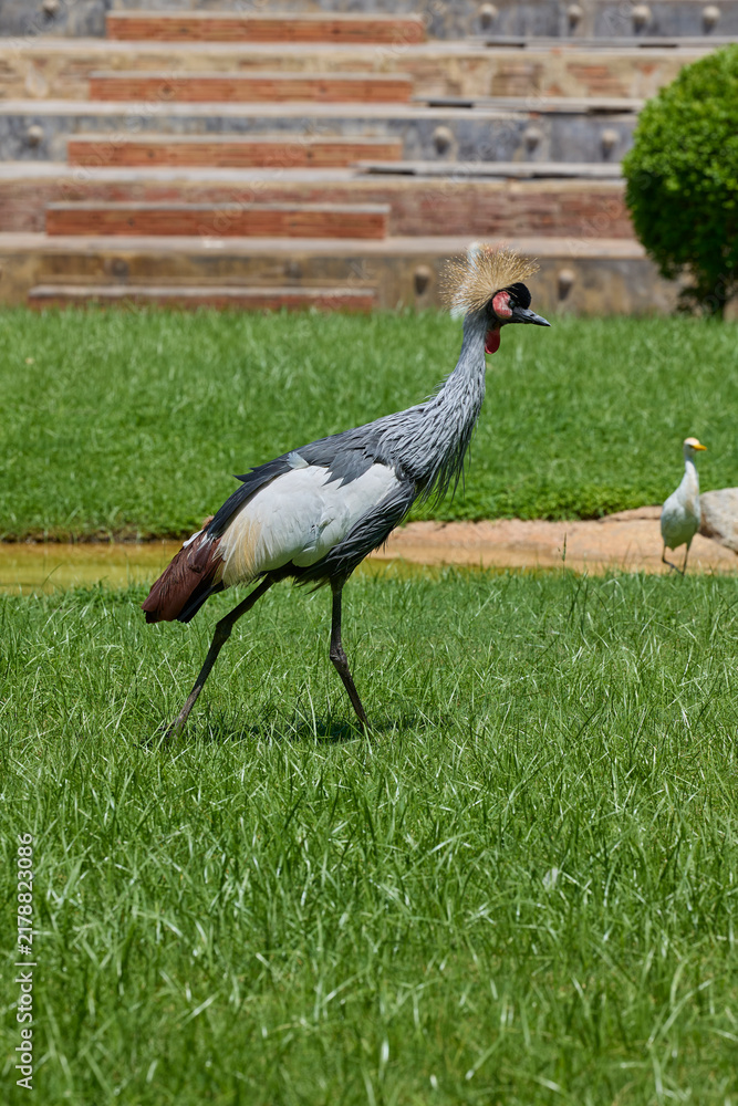 Obraz premium Grey crowned crane walking across green grass in sunlight.