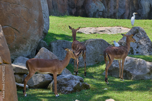 Foto Herd of impalas with cattle egrets in natural habitat.