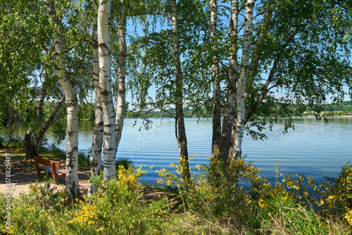 Fotografía Idyllische Birkenbäume am kleinen Brombachsee