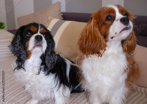 Obraz na płótnie Two adorable cavalier king charles spaniel dogs relaxing together on a cozy sofa