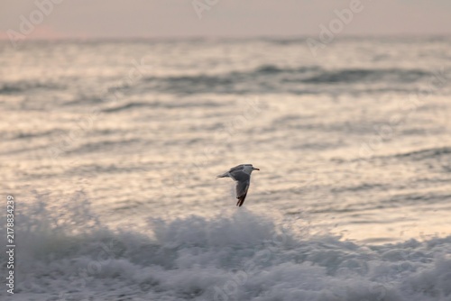 Foto Seagull flying over ocean waves during dusk in a coastal area, capturing essence