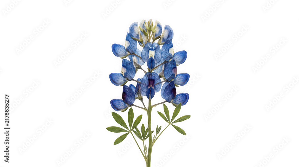 Obraz premium A single pressed blue lupine flower with green leaves isolated on a white background with palmate leaves laid against solid white arrangement wildflower minimalist botanical herbarium perennial