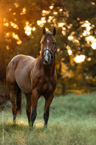 Bay Horse Young Quarter horse