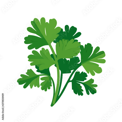 Flat 2D illustration of Cilantro, clean vector illustration style, isolated on a white background.