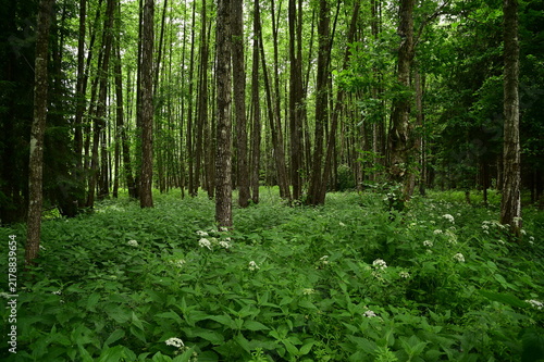 trees in the forest