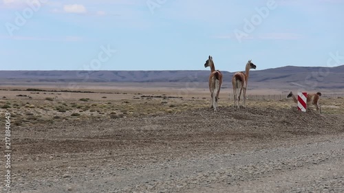 Three guanacos by the side of a road in Argentine Patagonia.