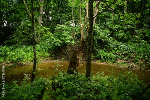 trees in the forest