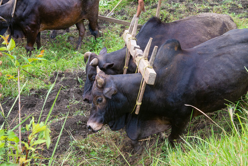 Two large cattle harnessed together plowing a farming field in Chitwan, Nepal