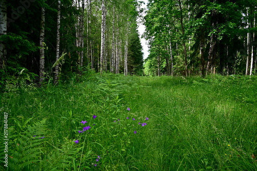 spring in the forest