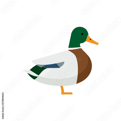 Duck, minimal flat 2D illustration with smooth shapes, isolated on a white background.