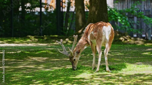 The fallow deer, Dama mesopotamica is a ruminant mammal belonging to the family Cervidae.
