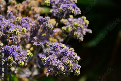 Quadro su tela Mikołajek płaskolistny 'Magical Purple Falls' (Eryngium planum 'Kolmapufa'), mikołajek o fioletowo zielonych kwiatach i pędach, Eryngium planum