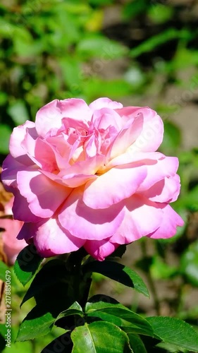 Beautiful Pink Rose Blooming in Green Summer Garden Surrounded by Fresh Leaves in Bright Natural Sunlight