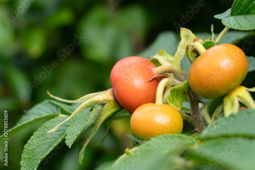 Ripe rose hips on a thorny Rugosa Rose (Rosa rugosa) bush in rural Ireland.