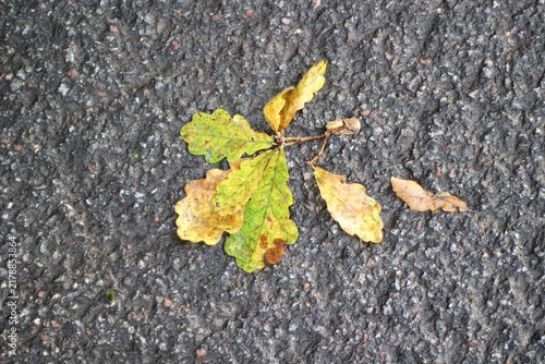 Yellow autumn leaves on the sidewalk after the rain