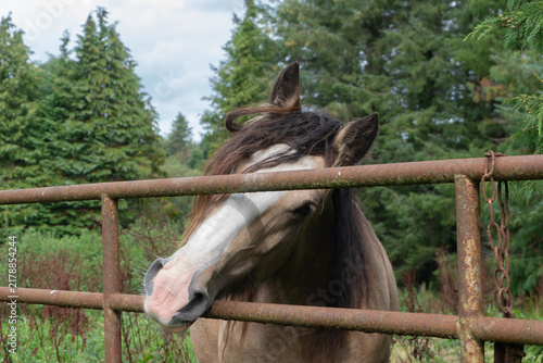 Fotografía A curious Irish Cob horse (Gypsy Vanner) tilting its head over a rusty farm gate