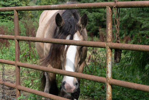 Canvas Print A traditional Irish Cob horse (Gypsy Vanner) behind a rusty metal farm gate in rural Ireland