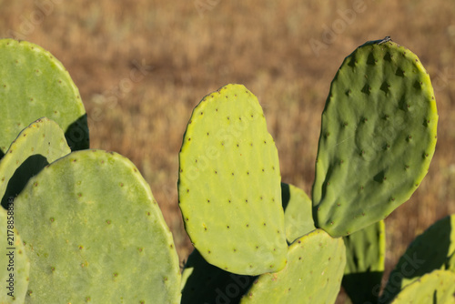 Obraz na płótnie Green cactus pads with distinct spines and texture, set against a blurred backgr