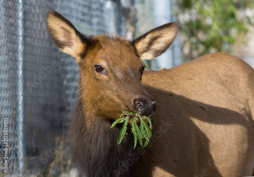 Bild auf Leinwand Elk munches on foliage near town fence in Jasper National Park, Alberta, Canada