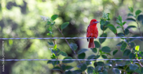 Bright crimson hues of Summer Tanager bird perched on farm fence wire in Tucson, Arizona, United States