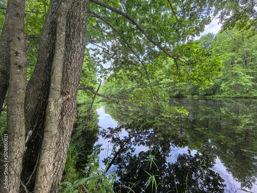 Serene reflection of nature in a tranquil forest setting