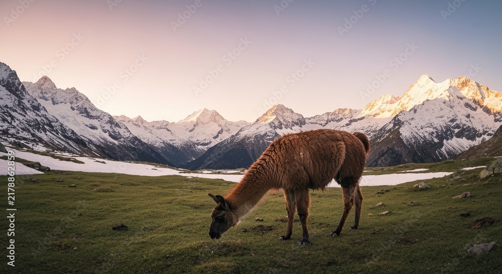 Obraz premium Llama grazing on an alpine meadow with snow-capped mountains, golden hour, soft light