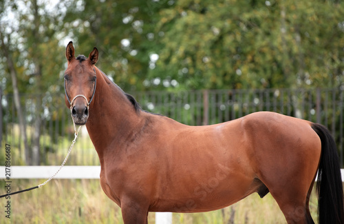 Canvastavla portrait of beautiful young bay stallion of sportive TRakehner breed posing at cloudy day