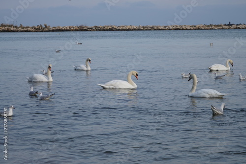 swans birds and seagulls in Black sea at Varna - BG