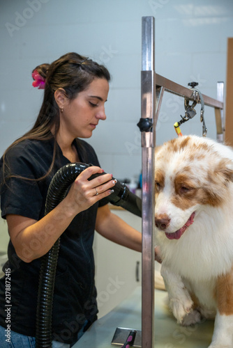 Cuadro en lienzo Young female groomer providing professional pet care, drying a dog's coat after