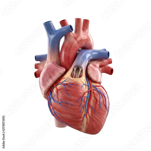 Anatomy of a human heart with veins and arteries isolated on transparent background