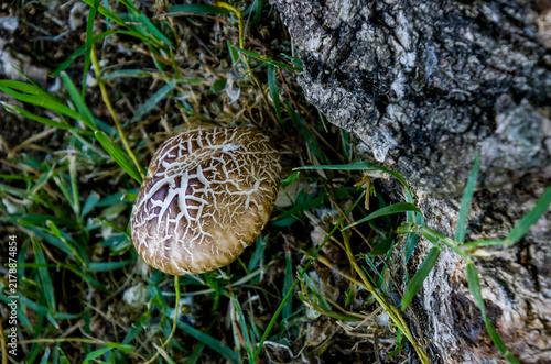 Fotografie *Agrocybe aegerita* o *Pholiota aegerita* es un hongo del género *Cyclocybe*, co