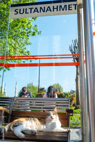 Calm cat resting on park bench near historic Istanbul landmark