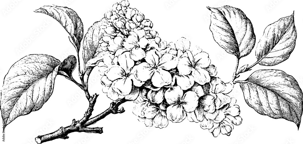 Obraz premium Antique lilac botanical engraving branch isolated on white background for vintage botanical print and background design