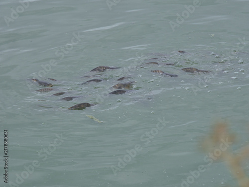 Medium Close Up Shot of School of Small Fish Swimming Near Water Surface Alsomocsolad Lake Hungary