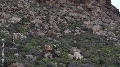 Family of Wild Goats in Mykonos, Greece Eating Along Hill with Rocks. Group of Wildlife Animal Nature Documentary Wide View at Sunset.