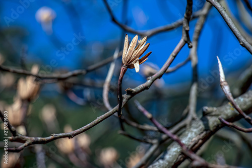 Quadro su tela Single Tulip Tree Seed Cone on Bare Branch
