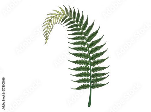 Ein einzelnes, detailliertes Farnblatt mit elegant gebogener Spitze, isoliert auf einem sauberen weißen Hintergrund, ideal für botanische Illustrationen, Naturdesigns und minimalistische Dekorationen.