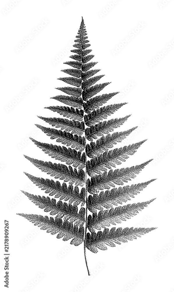 Obraz premium PNG Detailed black fern leaf illustration on transparent background.