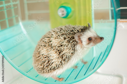 Bild auf Leinwand African pygmy hedgehog in a blue wheel inside a cage