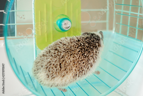 Cuadro en lienzo Close-up of a hedgehog in a running wheel
