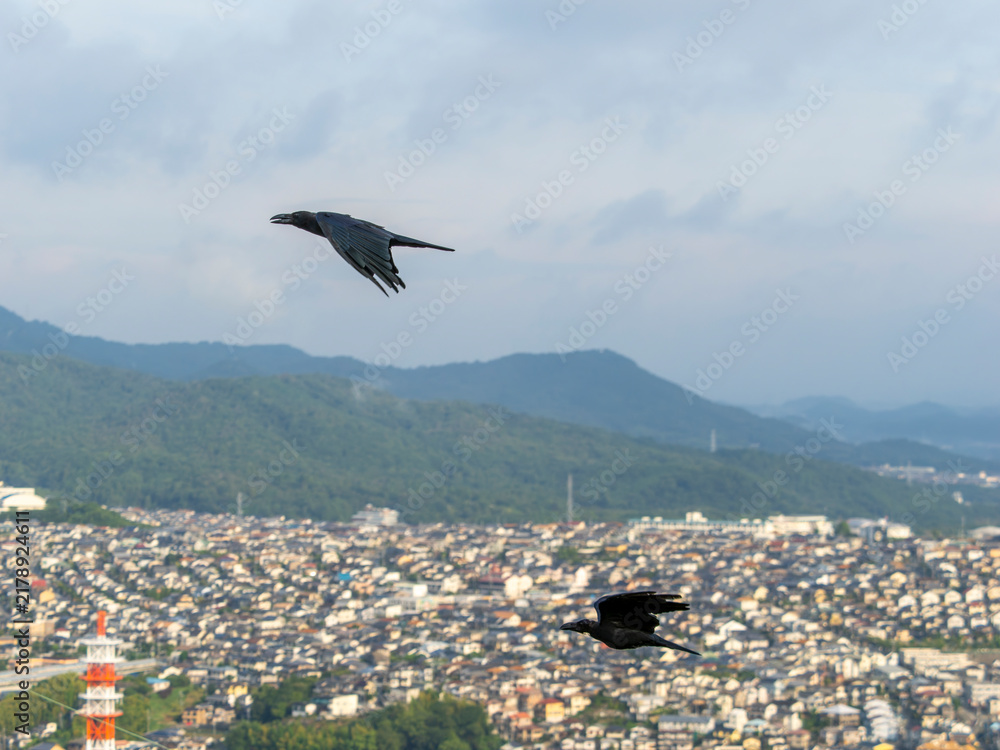 Obraz premium 街を背景に空を飛ぶカラス
