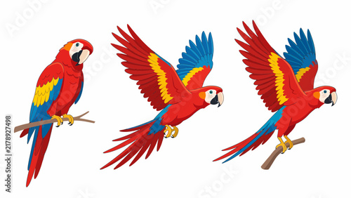 Three colorful scarlet macaws in different poses, one perched and two in flight, against a white background.