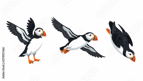 Three Atlantic Puffins in different poses: standing, flying, and diving, isolated on a white background.