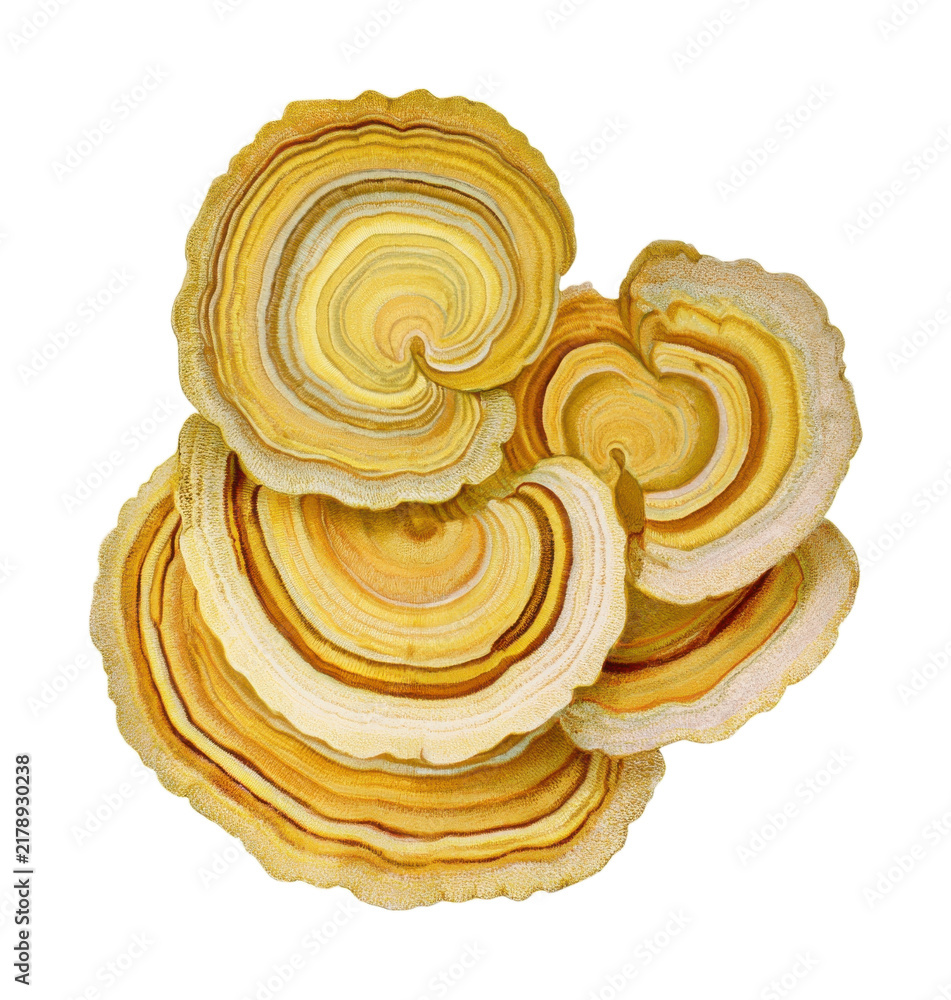 Obraz premium PNG Abstract golden mushroom slice cluster isolated on white
