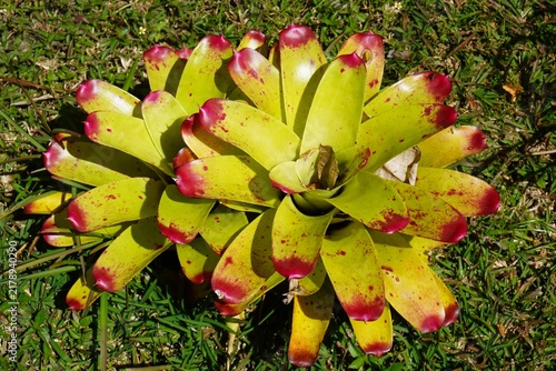 High Angle Close Up View of a Bromeliad Plant