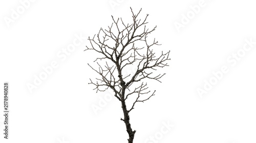Isolated Dead Tree Silhouette