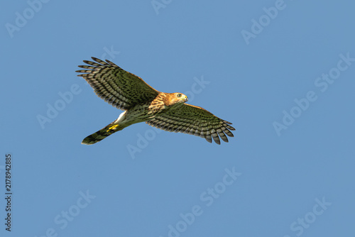 Closeup of  Cooper's hawk in flight.