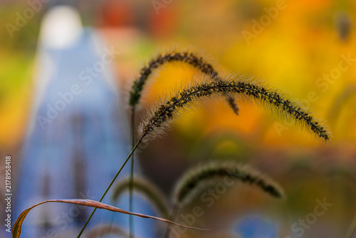 Bild auf Leinwand grass in the morning