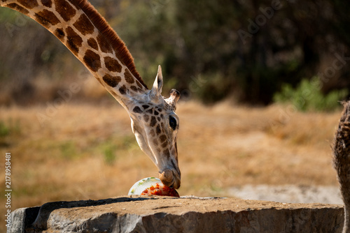 Canvas Print Close-Up of a giraffe bending down to eat frozen ice treat