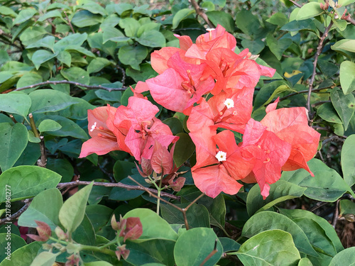 Фотография Coral bougainvillea bracts with tiny white flowers and lush foliage, ideal for tropical landscaping, resort hospitality, travel, garden, and summer design